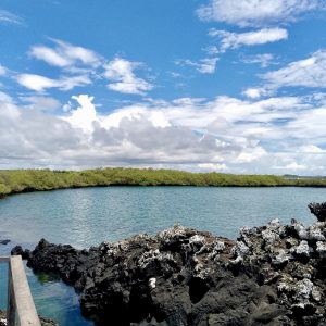 Tour Tintoreras (Caminata y snorkel)